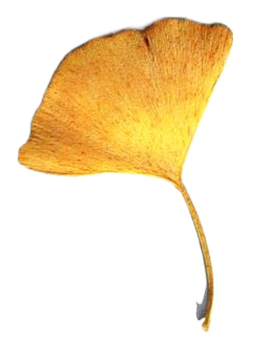 ginkgo